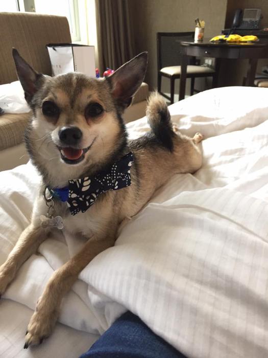 18622574_10104545515013478_1305525907579702700_n